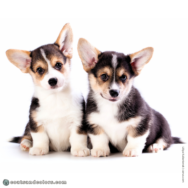 coatsandcolors.com Pembroke Corgi Colors black eumelanin