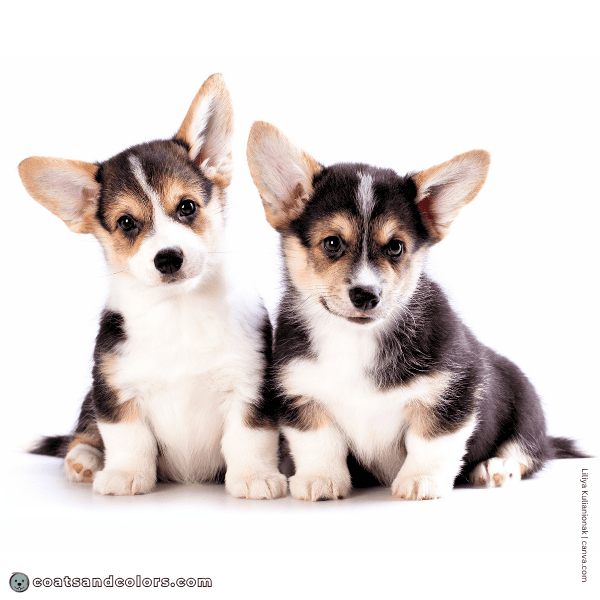 coatsandcolors.com Pembroke Corgi Colors black eumelanin
