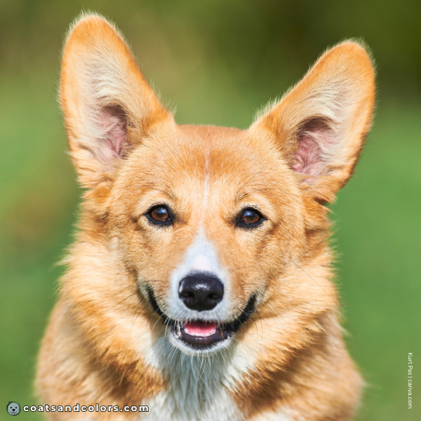coatsandcolors.com Pembroke Corgi Colors black nose 1