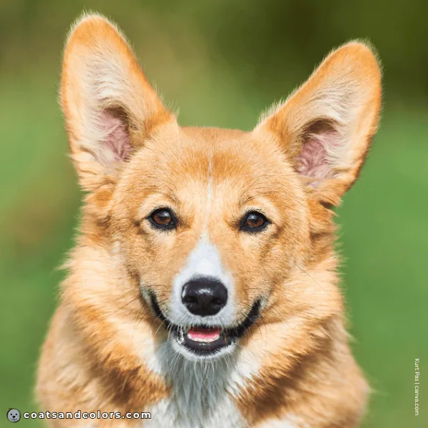 coatsandcolors.com Pembroke Corgi Colors black nose 1