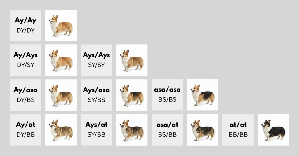 coatsandcolors.com Pembroke Corgi Colors color chart 1b