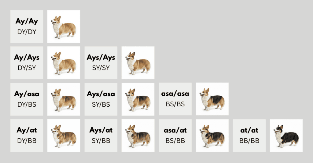 coatsandcolors.com Pembroke Corgi Colors color chart 1b