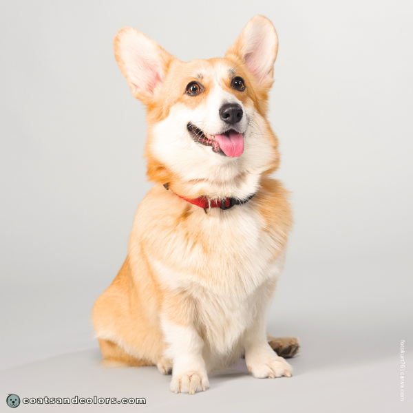 coatsandcolors.com Pembroke Corgi Colors countershading 1