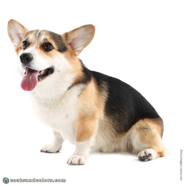 coatsandcolors.com Pembroke Corgi Colors creeping tan