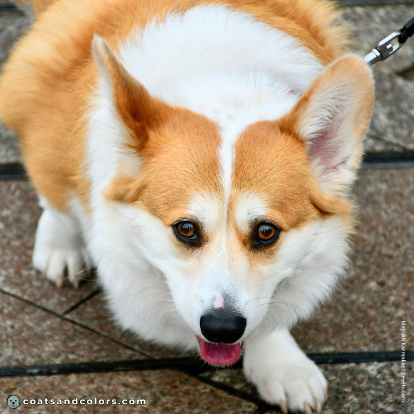 coatsandcolors.com Pembroke Corgi Colors face white 6