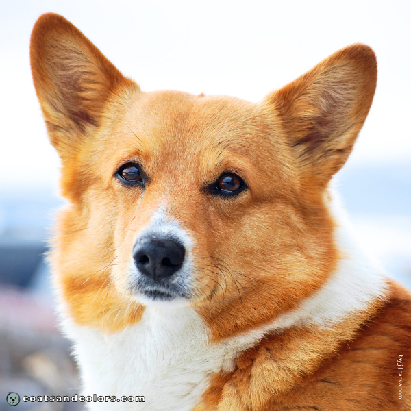 coatsandcolors.com Pembroke Corgi Colors face