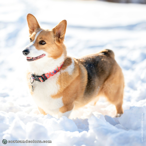 coatsandcolors.com Pembroke Corgi Colors faded saddle