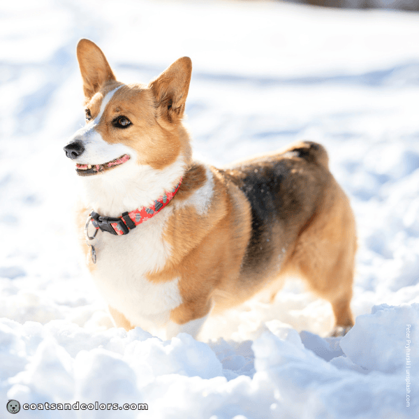 coatsandcolors.com Pembroke Corgi Colors faded saddle