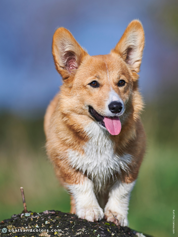 coatsandcolors.com Pembroke Corgi Colors fawn white 1