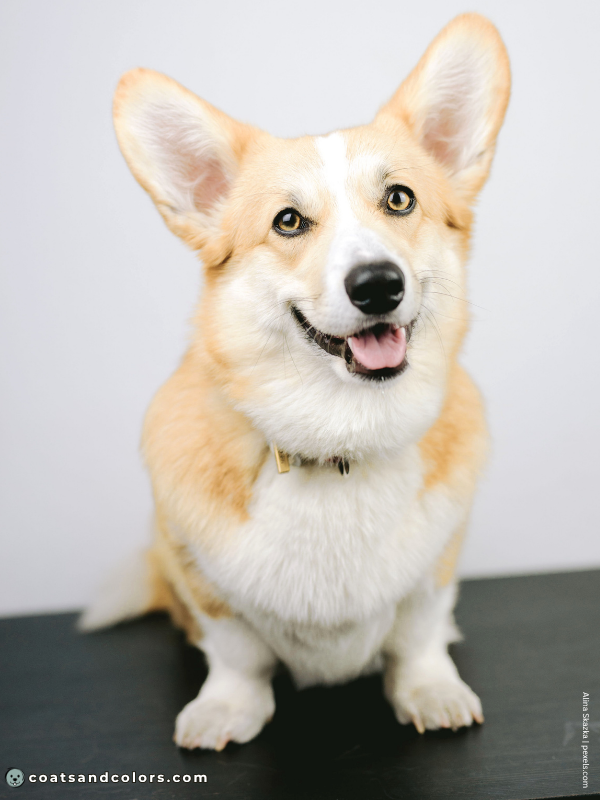 coatsandcolors.com Pembroke Corgi Colors fawn white 2