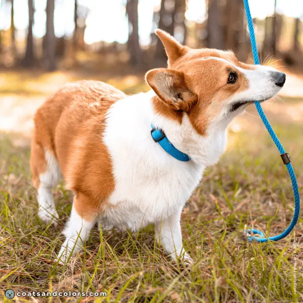 coatsandcolors.com Pembroke Corgi Colors high intensity