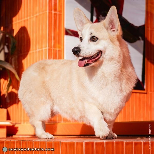 coatsandcolors.com Pembroke Corgi Colors intensity low