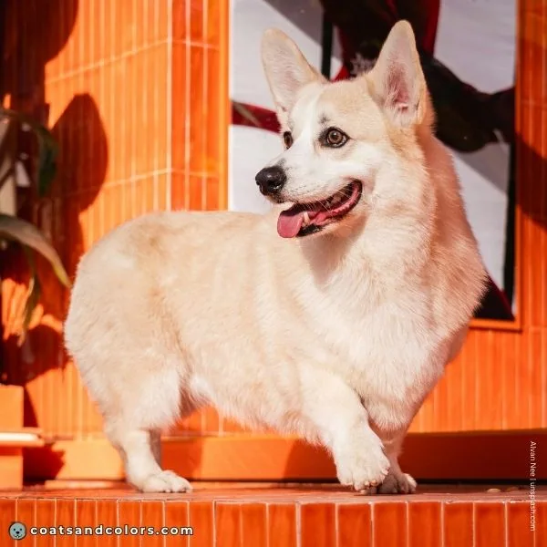 coatsandcolors.com Pembroke Corgi Colors intensity low