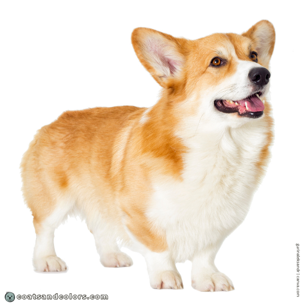 coatsandcolors.com Pembroke Corgi Colors maskless