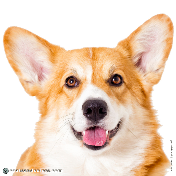 coatsandcolors.com Pembroke Corgi Colors nose black 2