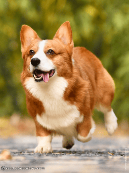 Welsh Corgi Pembroke Colors | Coats and Colors