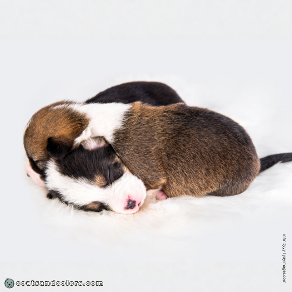 coatsandcolors.com Pembroke Corgi Colors red and tri puppies dark overlay