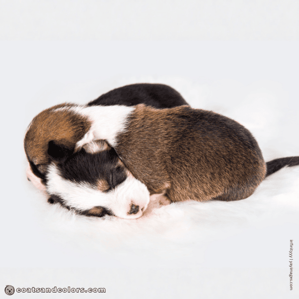 coatsandcolors.com Pembroke Corgi Colors red and tri puppies dark overlay