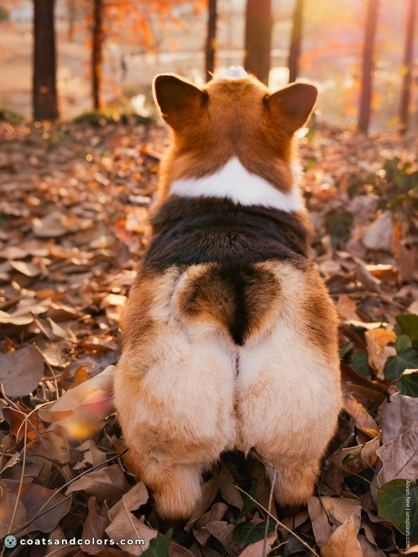 coatsandcolors.com Pembroke Corgi Colors red headed tri 1