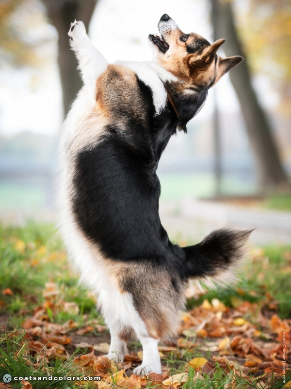 coatsandcolors.com Pembroke Corgi Colors red headed tricolor with cap