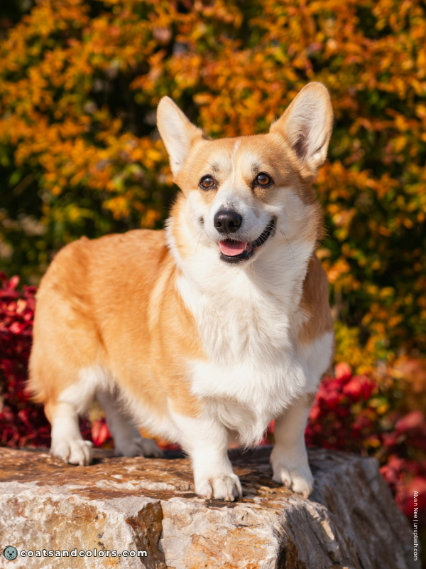 coatsandcolors.com Pembroke Corgi Colors red white 1