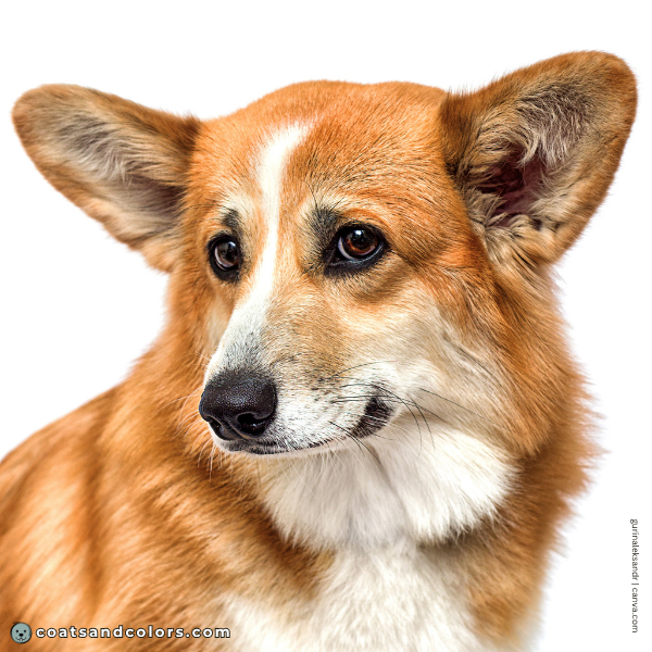 coatsandcolors.com Pembroke Corgi Colors sable white blaze
