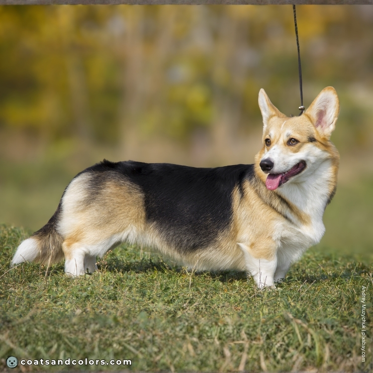 coatsandcolors.com Pembroke Corgi Colors saddle tri 1