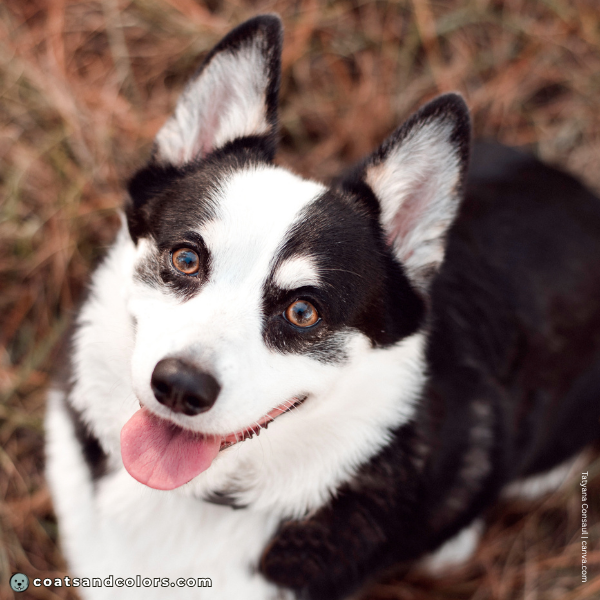 coatsandcolors.com Pembroke Corgi Colors very browad blaze