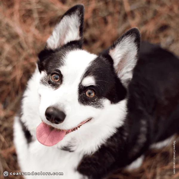 coatsandcolors.com Pembroke Corgi Colors very browad blaze