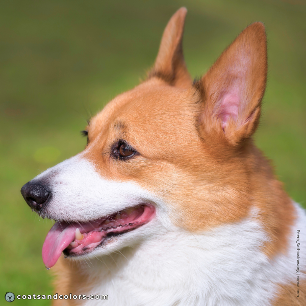 coatsandcolors.com Pembroke Corgi Colors white around mouth