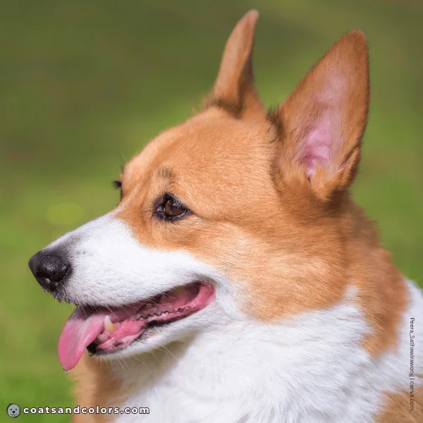 coatsandcolors.com Pembroke Corgi Colors white around mouth