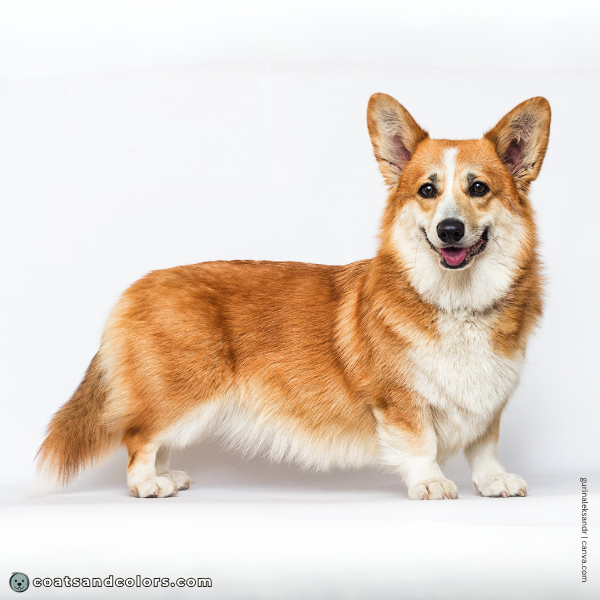 coatsandcolors.com Pembroke Corgi Colors white vs urajiro 2