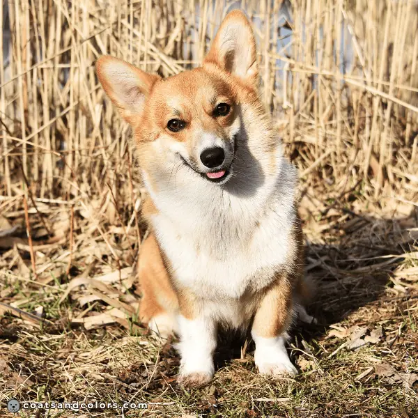 coatsandcolors.com Pembroke Corgi Colors white vs urajiro