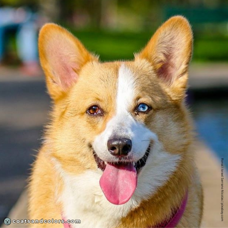 coatsandcolors.com Pembroke Corgi Colors whitehead crooked blaze blue eye