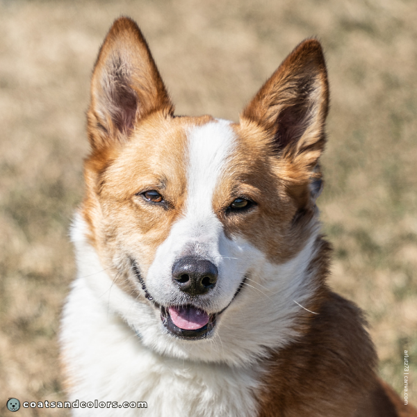 coatsandcolors.com Pembroke Corgi Colors wide blaze