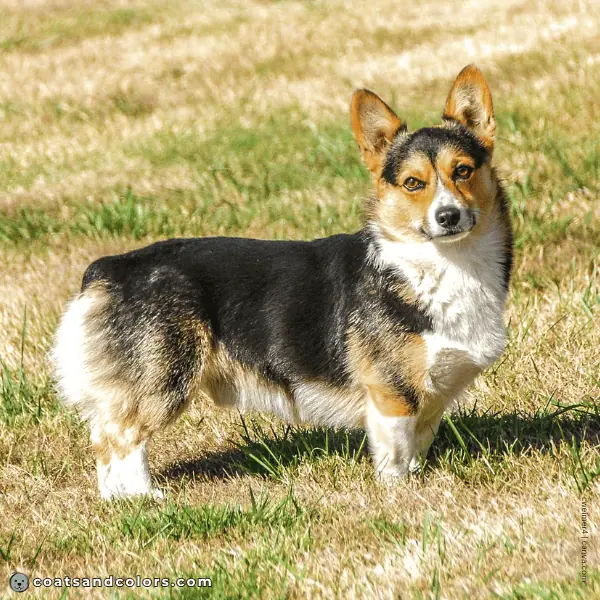 coatsandcolors.com Pembroke Corgi Colors intensity 2b