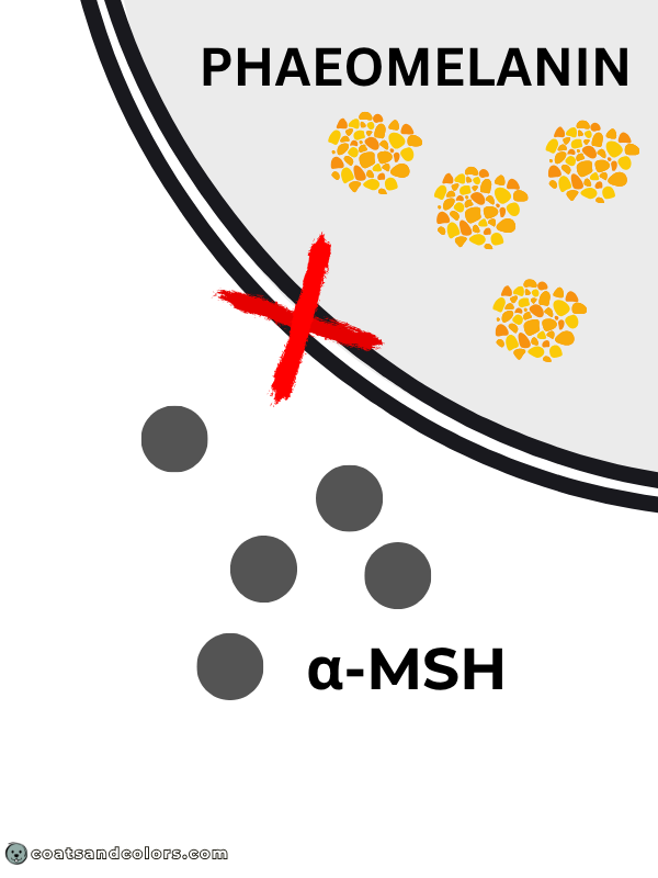 coatsandcolors.com Pigment Type Switch Dogs MC1R E locus loss of function recessive red 1