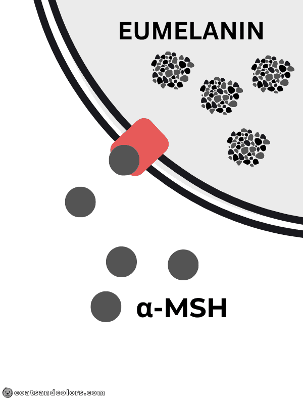 coatsandcolors.com Pigment Type Switch Dogs alpha MSH activates eumelanin synthesis 1