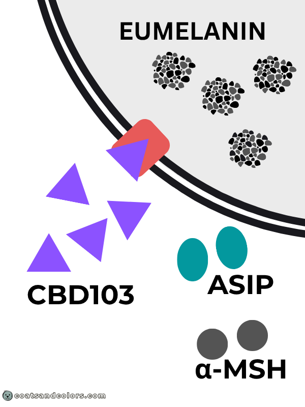 coatsandcolors.com Pigment Type Switch Dogs dominant black KB activates eumelanin synthesis 1