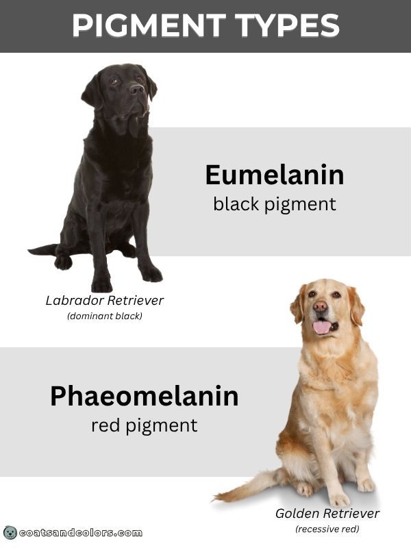 coatsandcolors.com Pigment Type Switch Eumelanin and Phaeomelanin