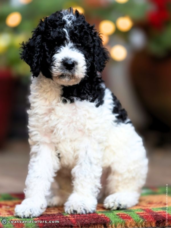 coatsandcolors.com Poodle White Markings black parti Poodle puppy