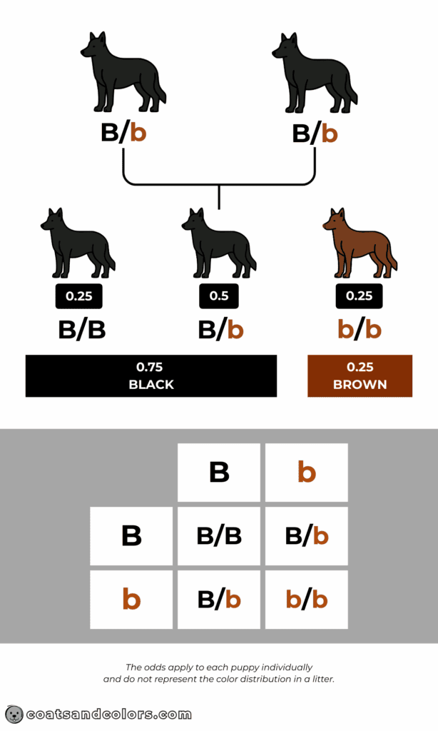 coatsandcolors.com Punnett Squares Punnett Squares Bb x Bb