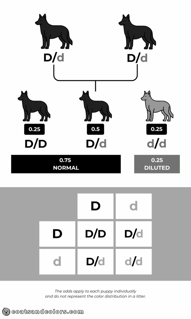 coatsandcolors.com Punnett Squares Punnett Squares Dd x Dd