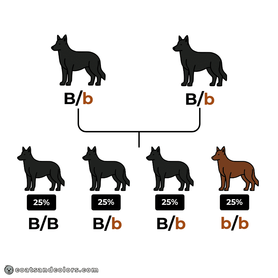 coatsandcolors.com Punnett Squares Punnett Squares allele inheritance all combinations chances all