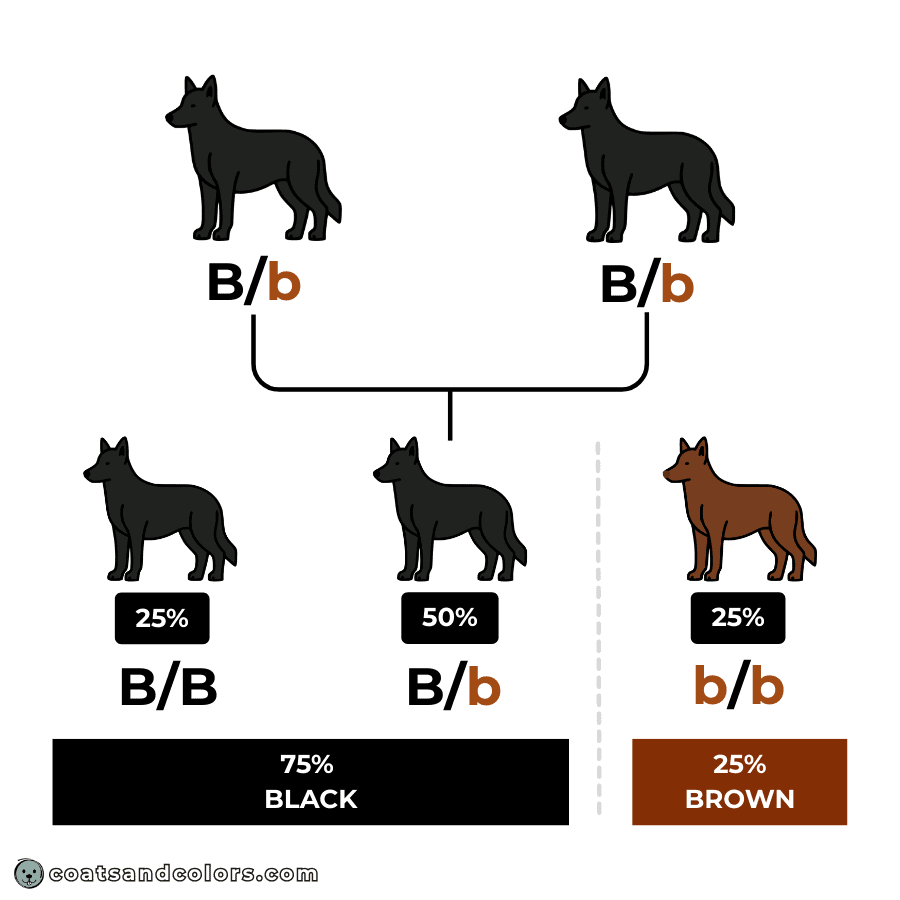coatsandcolors.com Punnett Squares Punnett Squares allele inheritance all combinations chances