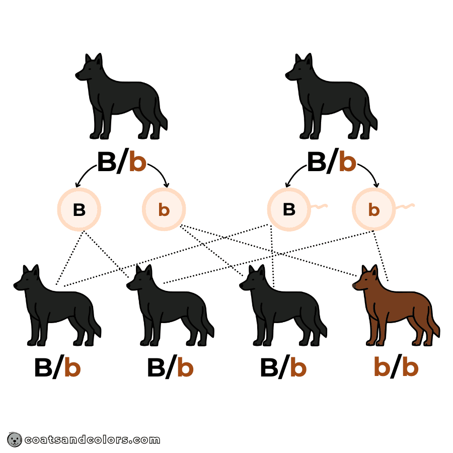 coatsandcolors.com Punnett Squares Punnett Squares allele inheritance example all combinations