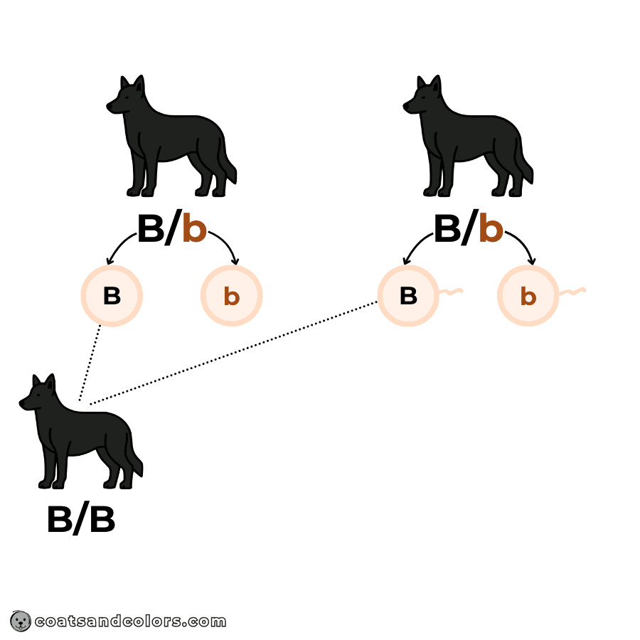 coatsandcolors.com Punnett Squares Punnett Squares allele inheritance example one combination