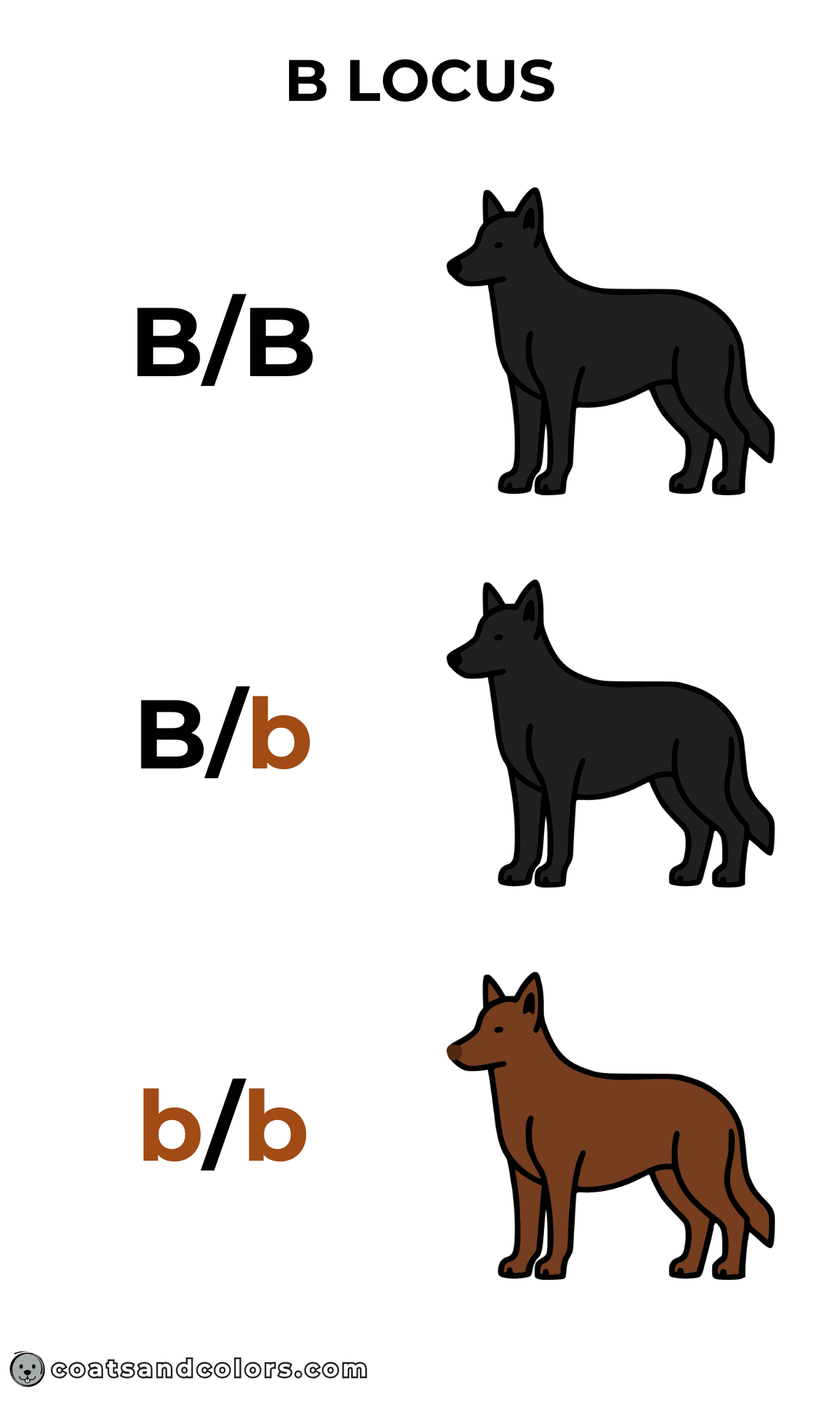 coatsandcolors.com Punnett Squares allele combinations example B locus
