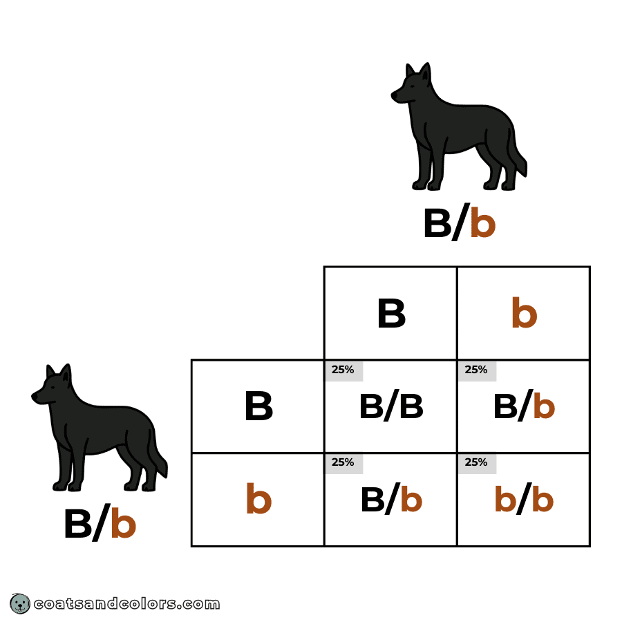 coatsandcolors.com Punnett Squares chances per genoytpe