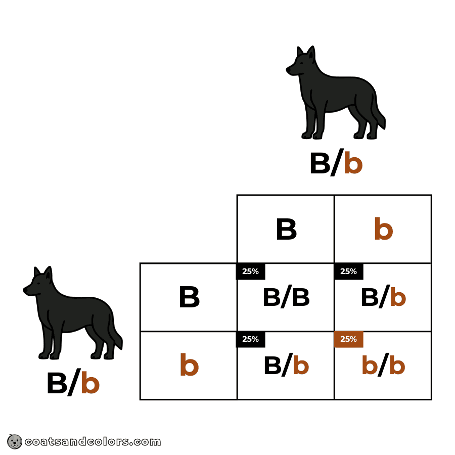 coatsandcolors.com Punnett Squares chances per phenotype